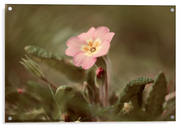 spring Primrose Flower Acrylic by Simon Johnson