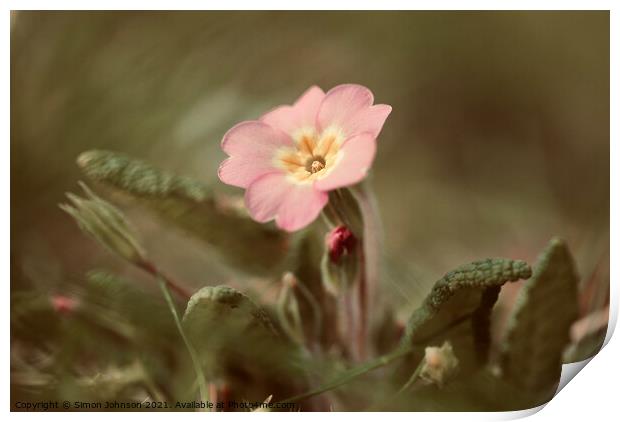 spring Primrose Flower Print by Simon Johnson