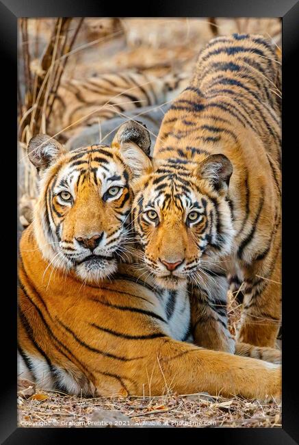 A Tigress and her Cub Framed Print by Graham Prentice