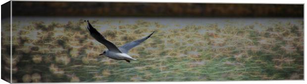 Gull over Sparkly Water - Pano Canvas Print by Glen Allen