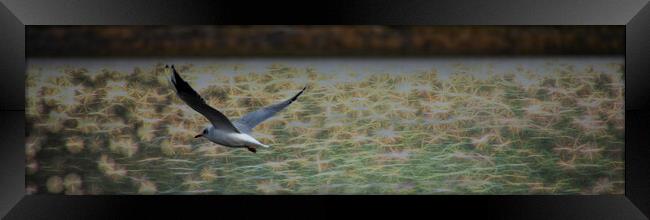 Gull over Sparkly Water - Pano Framed Print by Glen Allen