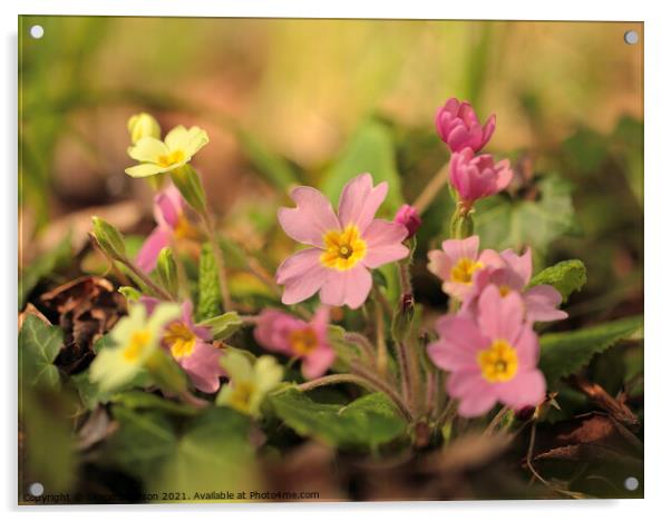 spring primrose flowers Acrylic by Simon Johnson