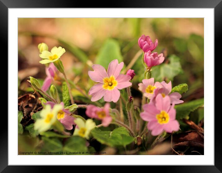 spring primrose flowers Framed Mounted Print by Simon Johnson