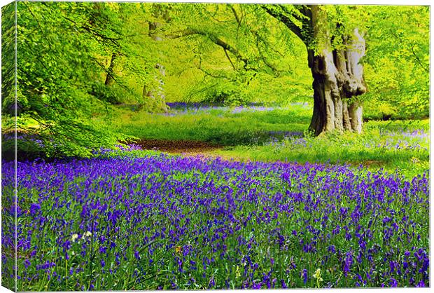 Bluebell Woodland Canvas Print by Trevor Kersley RIP