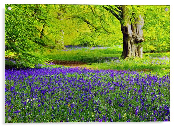 Bluebell Woodland Acrylic by Trevor Kersley RIP