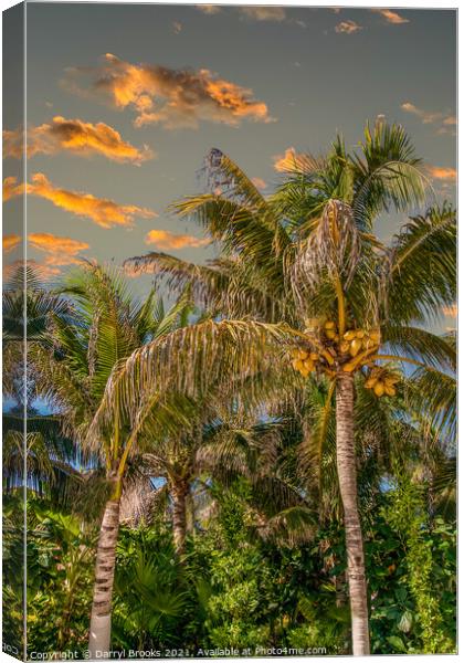 Coconut Palms in Late Aftrenoon LIght Canvas Print by Darryl Brooks
