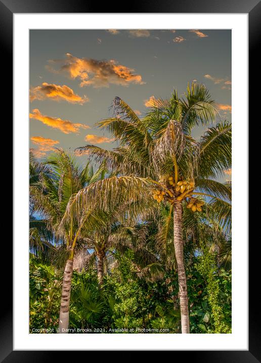 Coconut Palms in Late Aftrenoon LIght Framed Mounted Print by Darryl Brooks