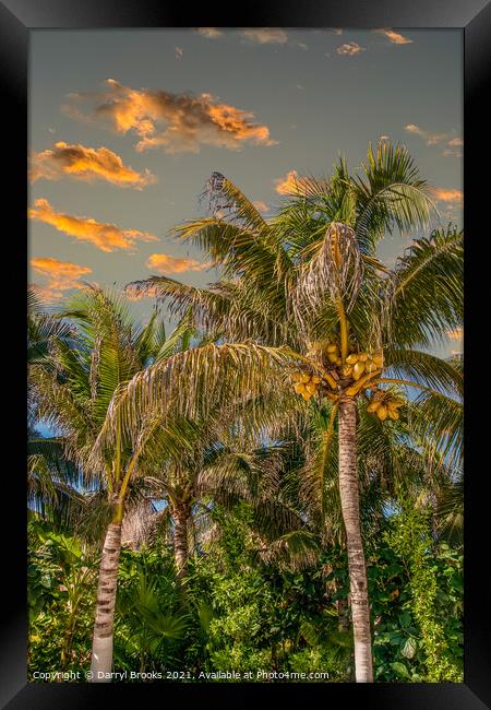 Coconut Palms in Late Aftrenoon LIght Framed Print by Darryl Brooks