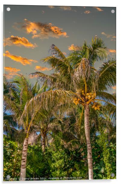 Coconut Palms in Late Aftrenoon LIght Acrylic by Darryl Brooks