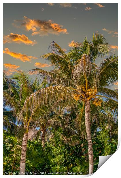 Coconut Palms in Late Aftrenoon LIght Print by Darryl Brooks