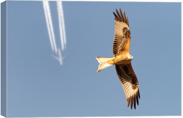Red Kite and Airplane Canvas Print by Dave Wood