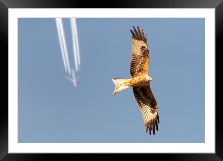 Red Kite and Airplane Framed Mounted Print by Dave Wood