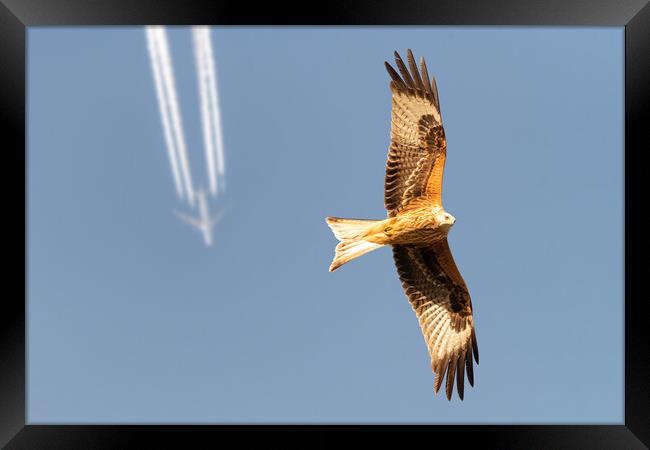 Red Kite and Airplane Framed Print by Dave Wood