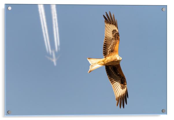 Red Kite and Airplane Acrylic by Dave Wood