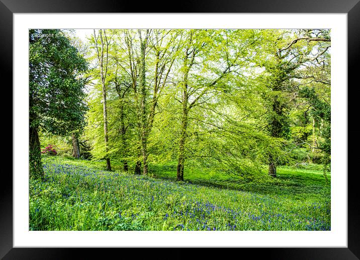 Cornwall Bluebells,English Bluebell Wood, Cornwall Framed Mounted Print by kathy white