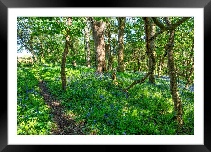 English Bluebell Wood, Cornwall,Bluebell Wood Framed Mounted Print by kathy white