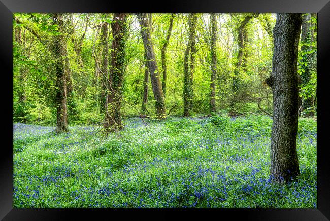 Cornwall Bluebells,Bluebell Wood,English Bluebell  Framed Print by kathy white