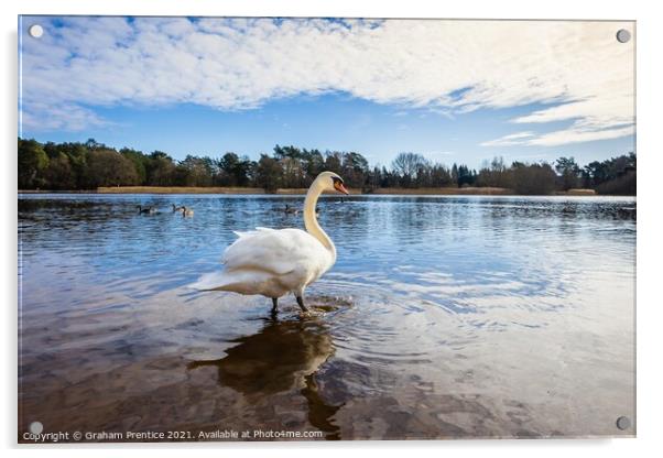 Mute Swan at Frensham  Acrylic by Graham Prentice