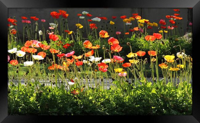 Poppy Dance Framed Print by Alexandra Lavizzari