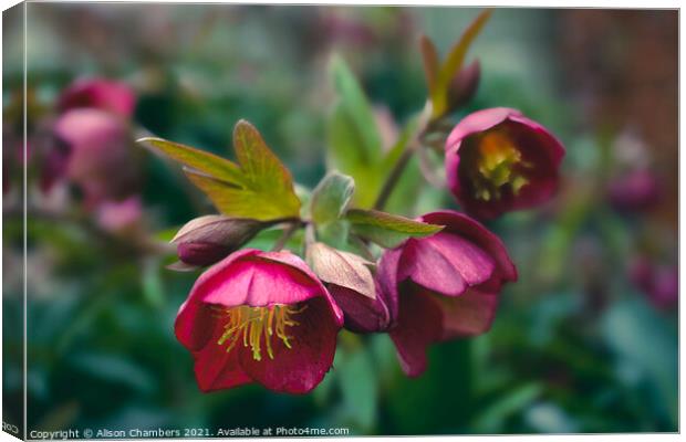 Hellebore Winter Jewels Canvas Print by Alison Chambers