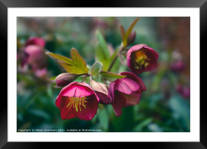 Hellebore Winter Jewels Framed Mounted Print by Alison Chambers