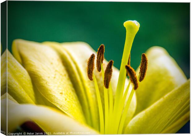Lily Canvas Print by Peter Jarvis