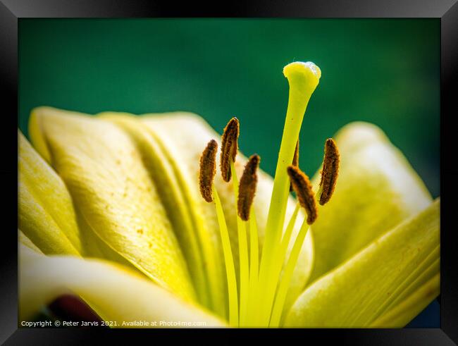 Lily Framed Print by Peter Jarvis