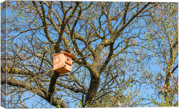 nice wooden birdhouse hanging from a tree Canvas Print by David Galindo