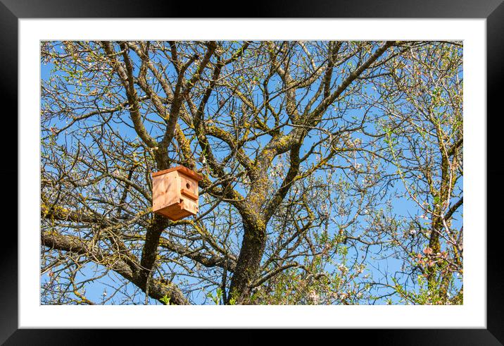 nice wooden birdhouse hanging from a tree Framed Mounted Print by David Galindo