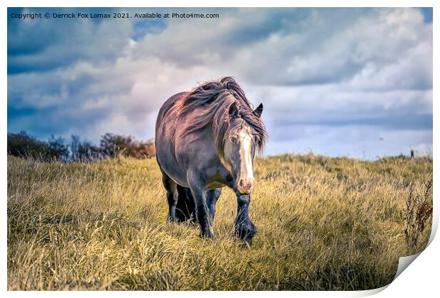 Horse in Birtle Lancashire Print by Derrick Fox Lomax