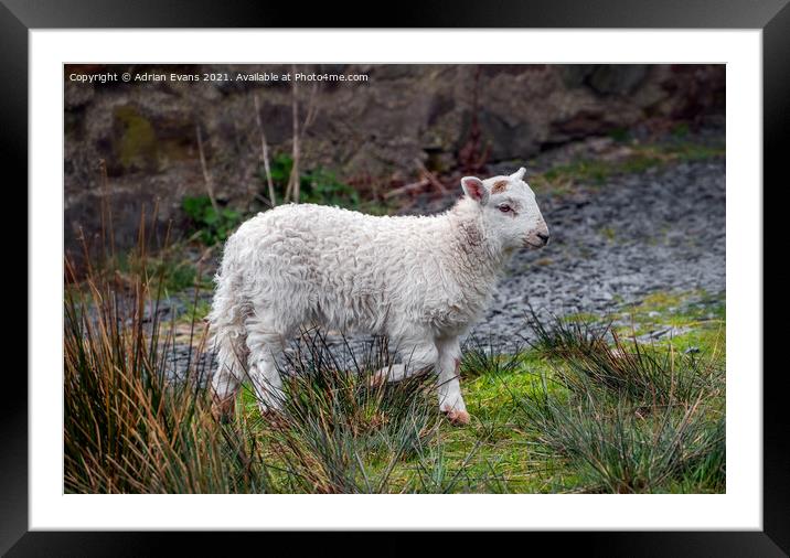 Welsh lamb Framed Mounted Print by Adrian Evans