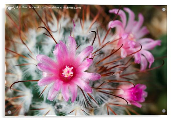Pretty Flowering Cactus Acrylic by Pearl Bucknall