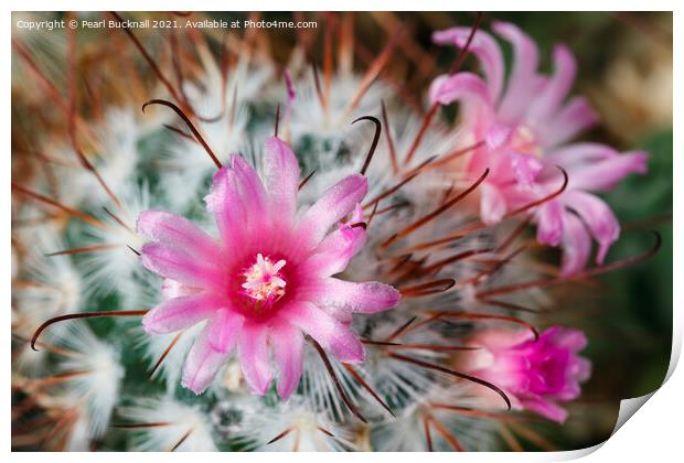 Pretty Flowering Cactus Print by Pearl Bucknall