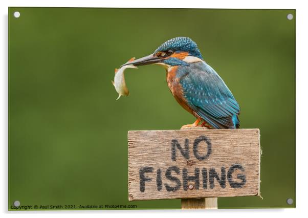 Kingfisher - No Fishing Acrylic by Paul Smith