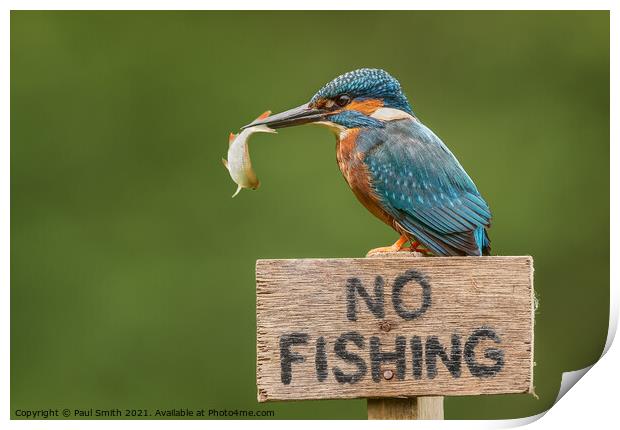 Kingfisher - No Fishing Print by Paul Smith