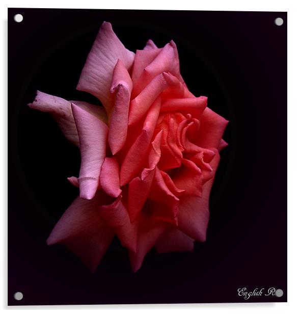 English Rose Acrylic by Trevor White