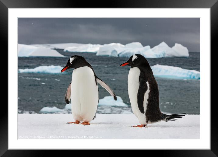 Gentoo Penguins On The Ice Framed Mounted Print by Steve de Roeck
