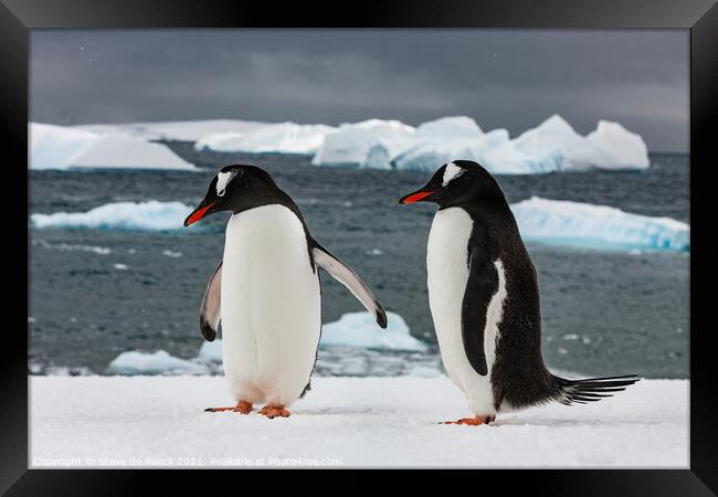 Gentoo Penguins On The Ice Framed Print by Steve de Roeck