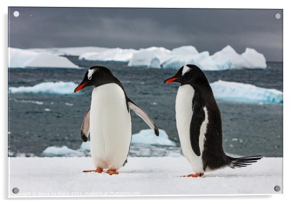 Gentoo Penguins On The Ice Acrylic by Steve de Roeck
