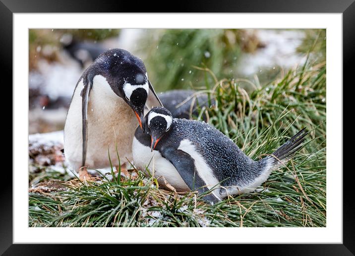 Gentoo Penguins At The Nest Framed Mounted Print by Steve de Roeck