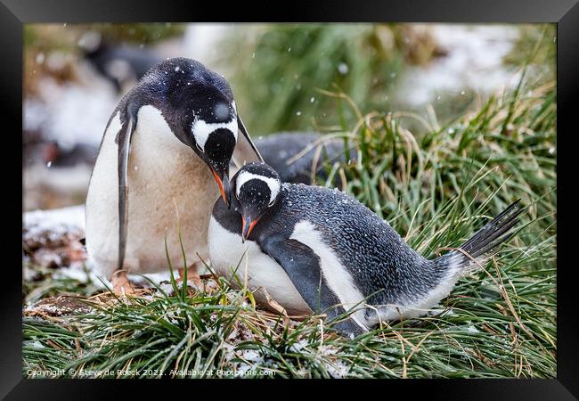 Gentoo Penguins At The Nest Framed Print by Steve de Roeck