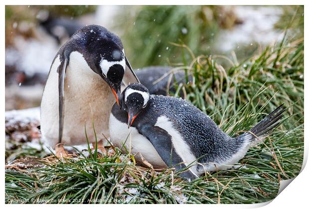 Gentoo Penguins At The Nest Print by Steve de Roeck