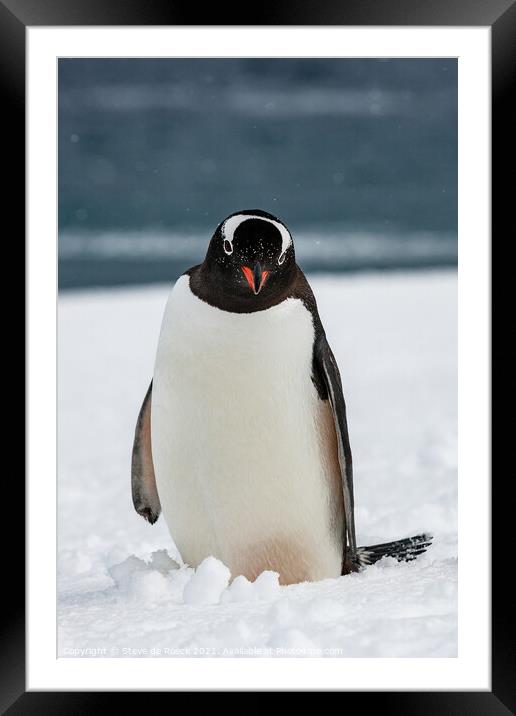 Gentoo Penguin Investigates The Camera Man Framed Mounted Print by Steve de Roeck