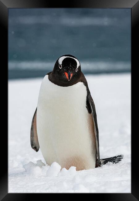 Gentoo Penguin Investigates The Camera Man Framed Print by Steve de Roeck