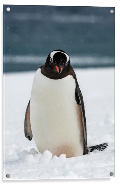 Gentoo Penguin Investigates The Camera Man Acrylic by Steve de Roeck