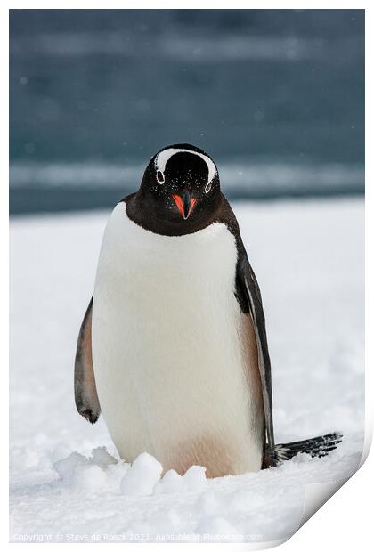 Gentoo Penguin Investigates The Camera Man Print by Steve de Roeck