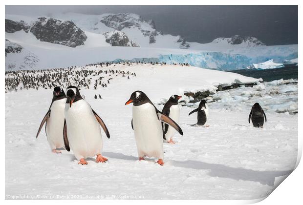 Gentoo Penguins At Their Colony Print by Steve de Roeck
