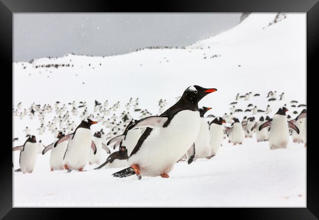 Gentu Penguins Rushing Back From The Sea Framed Print by Steve de Roeck