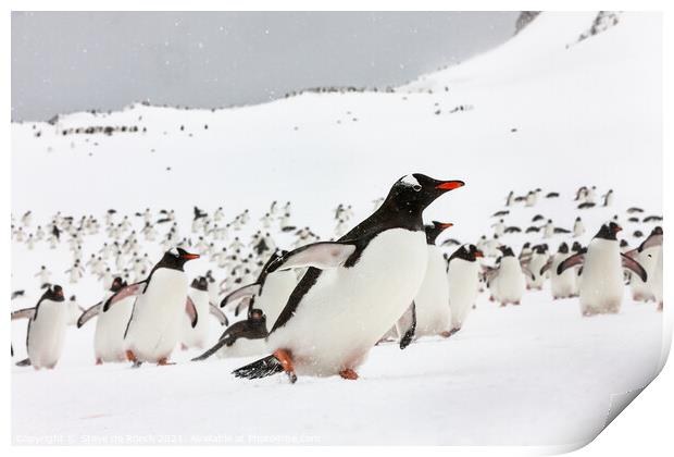 Gentu Penguins Rushing Back From The Sea Print by Steve de Roeck