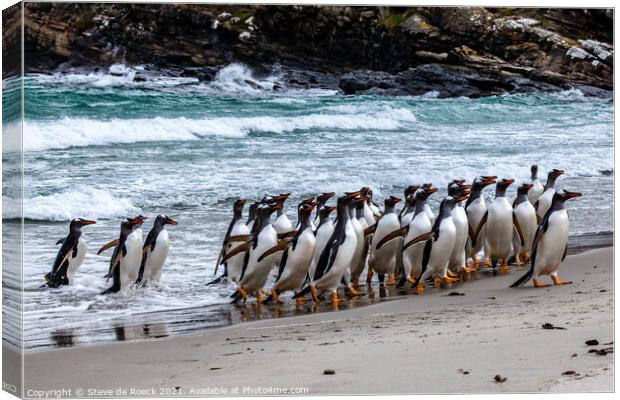 Gentoo Penguins Return From The Sea Canvas Print by Steve de Roeck